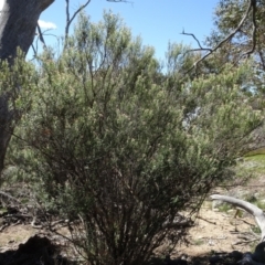 Cassinia ochracea (A Cassinia) at Berridale, NSW - 14 Nov 2020 by AndyRussell