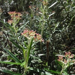 Cassinia ochracea at Berridale, NSW - 14 Nov 2020