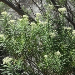 Cassinia longifolia (Shiny Cassinia, Cauliflower Bush) at Berridale, NSW - 14 Nov 2020 by AndyRussell