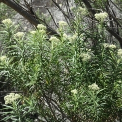 Cassinia longifolia (Shiny Cassinia, Cauliflower Bush) at Berridale, NSW - 13 Nov 2020 by AndyRussell