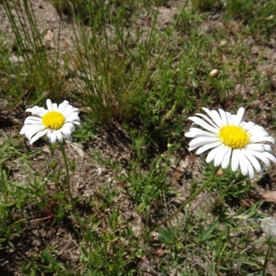 Brachyscome diversifolia var. dissecta (Tall Daisy) at Berridale, NSW - 13 Nov 2020 by AndyRussell