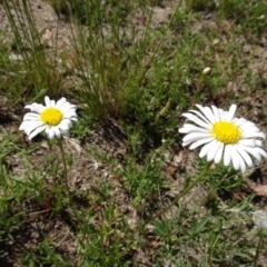 Brachyscome sp. (Cut-leaf Daisy) at Berridale, NSW - 13 Nov 2020 by AndyRussell