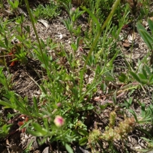 Brachyscome diversifolia var. dissecta at Berridale, NSW - 14 Nov 2020