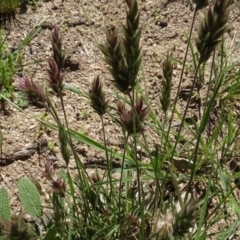 Enneapogon nigricans (Nine-awn Grass, Bottlewashers) at Berridale, NSW - 13 Nov 2020 by AndyRussell