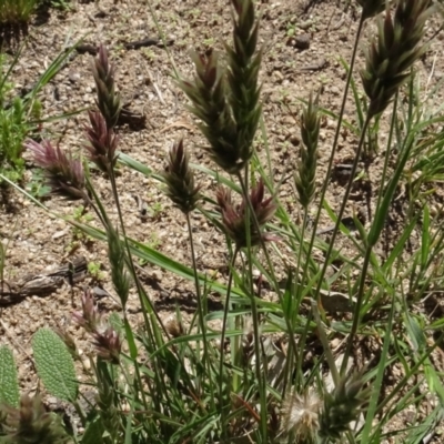 Enneapogon nigricans (Nine-awn Grass, Bottlewashers) at Berridale, NSW - 14 Nov 2020 by AndyRussell