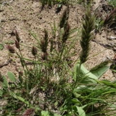 Enneapogon nigricans at Berridale, NSW - 14 Nov 2020