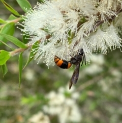 Hyleoides concinna at Murrumbateman, NSW - 2 Jan 2021 02:23 PM