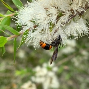 Hyleoides concinna at Murrumbateman, NSW - 2 Jan 2021