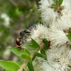 Hyleoides concinna at Murrumbateman, NSW - 2 Jan 2021