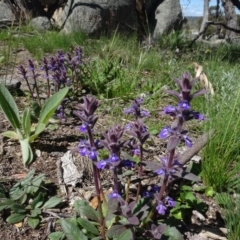 Ajuga australis (Austral Bugle) at Berridale, NSW - 14 Nov 2020 by AndyRussell