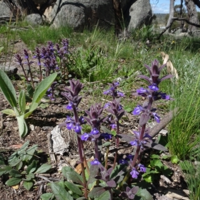 Ajuga australis (Austral Bugle) at Berridale, NSW - 13 Nov 2020 by AndyRussell