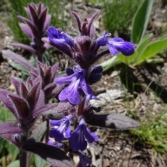 Ajuga australis at Berridale, NSW - 14 Nov 2020 10:48 AM