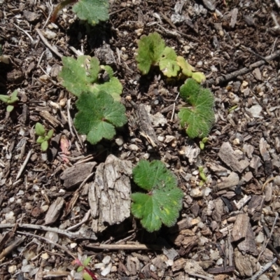 Hydrocotyle sp. at Berridale, NSW - 14 Nov 2020 by AndyRussell