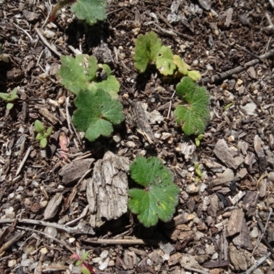 Hydrocotyle sp. at Berridale, NSW - 13 Nov 2020 by AndyRussell