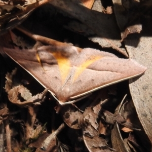 Epidesmia chilonaria at Acton, ACT - 14 Jan 2021