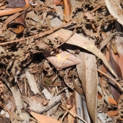 Epidesmia chilonaria at Acton, ACT - 14 Jan 2021