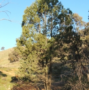 Callitris glaucophylla at Nangus, NSW - 6 Sep 2005