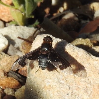 Balaana sp. (genus) (Bee Fly) at Acton, ACT - 14 Jan 2021 by HelenCross
