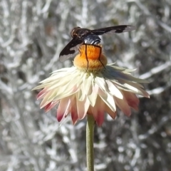 Balaana sp. (genus) at Acton, ACT - 14 Jan 2021