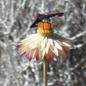 Balaana sp. (genus) at Acton, ACT - 14 Jan 2021