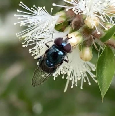 Psilota sp. (genus) (Hover fly) at Murrumbateman, NSW - 2 Jan 2021 by SimoneC