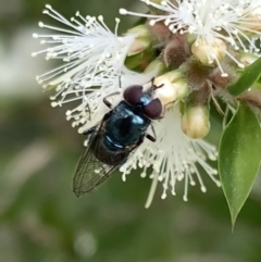 Psilota sp. (genus) (Hover fly) at Murrumbateman, NSW - 2 Jan 2021 by SimoneC