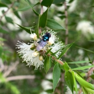 Psilota sp. (genus) at Murrumbateman, NSW - 2 Jan 2021