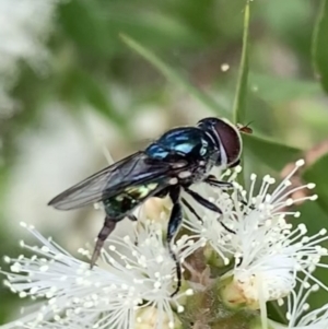 Psilota sp. (genus) at Murrumbateman, NSW - 2 Jan 2021