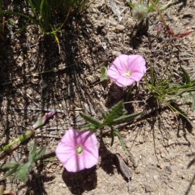 Convolvulus angustissimus subsp. angustissimus (Australian Bindweed) at Berridale, NSW - 14 Nov 2020 by AndyRussell