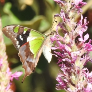 Graphium macleayanum at Acton, ACT - 14 Jan 2021 05:10 PM