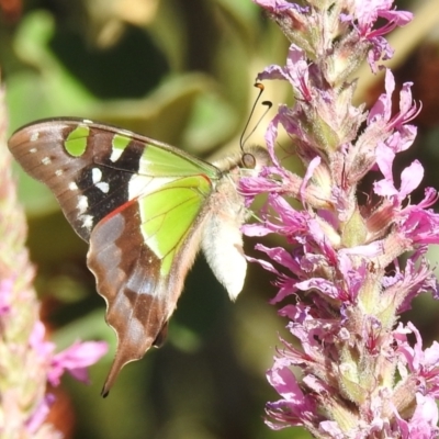 Graphium macleayanum (Macleay's Swallowtail) at Acton, ACT - 14 Jan 2021 by HelenCross
