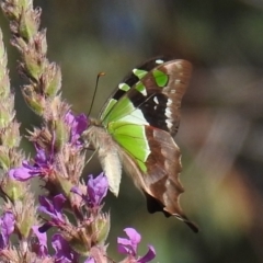 Graphium macleayanum at Acton, ACT - 14 Jan 2021 05:10 PM