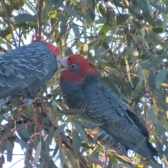 Callocephalon fimbriatum (Gang-gang Cockatoo) at GG84 - 14 Jan 2021 by roymcd