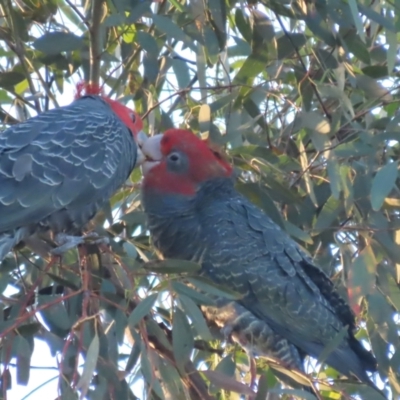 Callocephalon fimbriatum (Gang-gang Cockatoo) at Garran, ACT - 14 Jan 2021 by roymcd