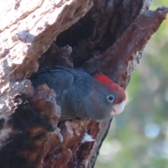 Callocephalon fimbriatum at Garran, ACT - suppressed