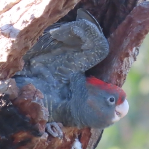 Callocephalon fimbriatum at Garran, ACT - 14 Jan 2021