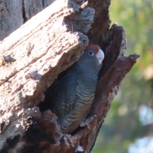 Callocephalon fimbriatum at Garran, ACT - suppressed