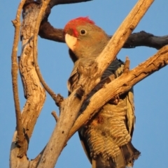 Callocephalon fimbriatum at Garran, ACT - suppressed