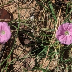 Convolvulus angustissimus subsp. angustissimus (Australian Bindweed) at Deakin, ACT - 11 Jan 2021 by JackyF