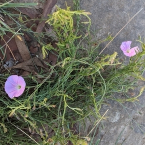 Convolvulus angustissimus subsp. angustissimus at Deakin, ACT - 11 Jan 2021