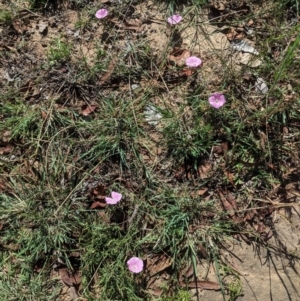 Convolvulus angustissimus subsp. angustissimus at Deakin, ACT - 11 Jan 2021