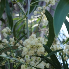 Acacia implexa (Hickory Wattle, Lightwood) at Hughes, ACT - 14 Jan 2021 by JackyF