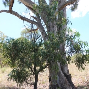 Acacia implexa at Hughes, ACT - 14 Jan 2021