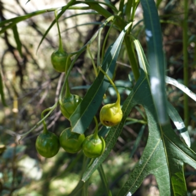 Solanum linearifolium (Kangaroo Apple) at Red Hill Nature Reserve - 14 Jan 2021 by JackyF