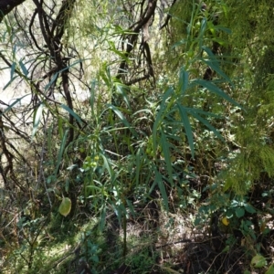 Solanum linearifolium at Hughes, ACT - 14 Jan 2021