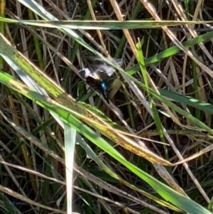 Palirika decora at Murrumbateman, NSW - 14 Jan 2021 09:40 AM