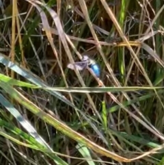 Palirika decora at Murrumbateman, NSW - 14 Jan 2021 09:40 AM