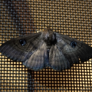 Dasypodia selenophora at Hughes, ACT - 14 Jan 2021