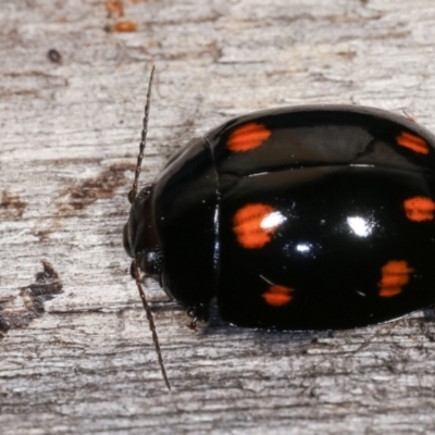 Paropsisterna octosignata (Eucalyptus leaf beetle) at Melba, ACT - 3 Jan 2021 by kasiaaus