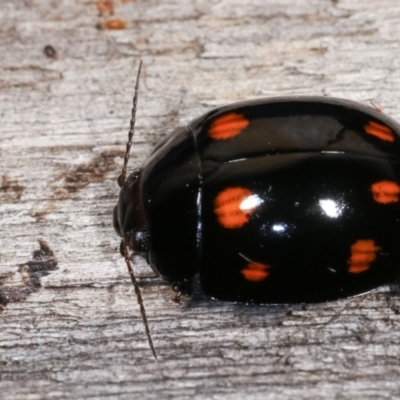 Paropsisterna octosignata (Eucalyptus leaf beetle) at Melba, ACT - 3 Jan 2021 by kasiaaus